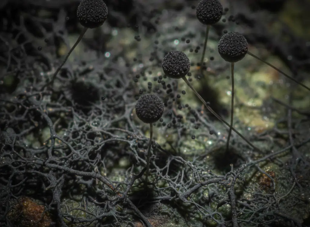 Black Mould and Your Health: What You Need to Know (and How to Stay Safe)